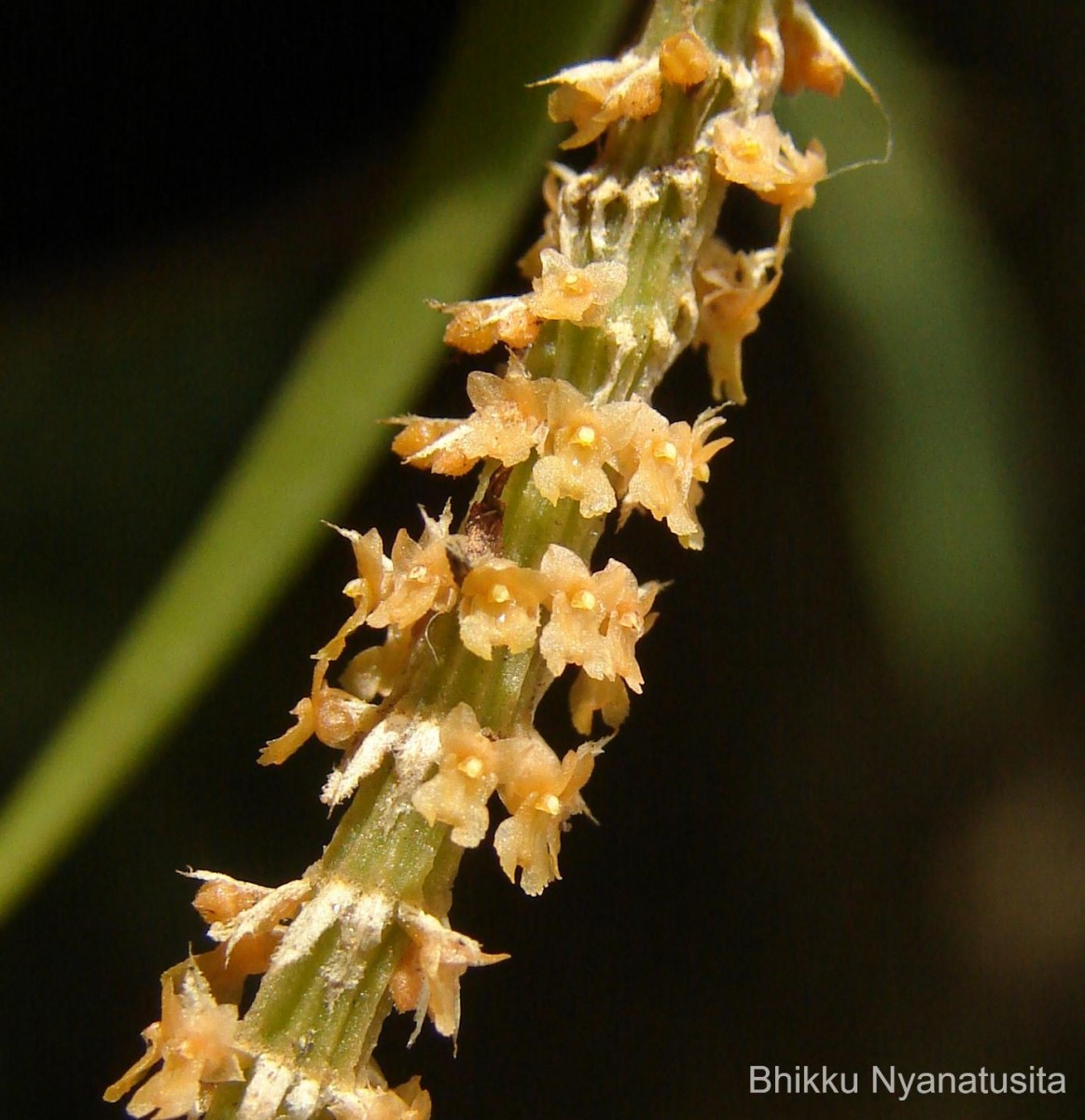 Oberonia thwaitesii Hook.f.